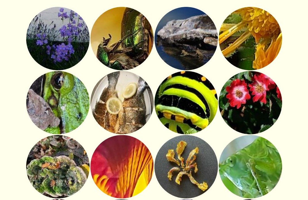 Ausstellung bis 9.11. | Fotoausstellung ,,naturbunt“ von Andrea Schmidt und Iris Maltarić im Kaffeehaus9