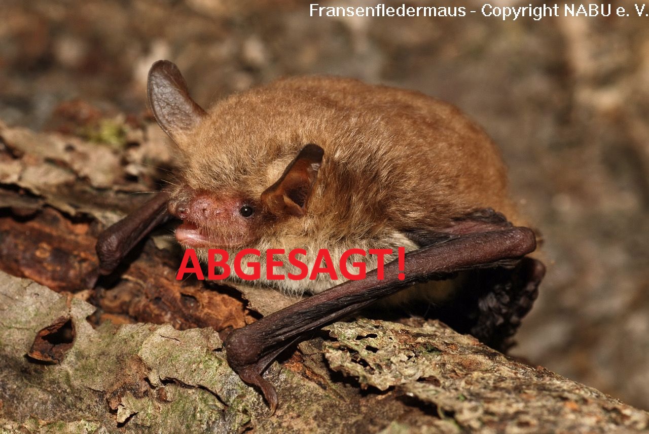 ABGESAGT: Gartenforum | Fledermäuse, Igel und anderes Getier | Vortrag im Haus Kladower Forum